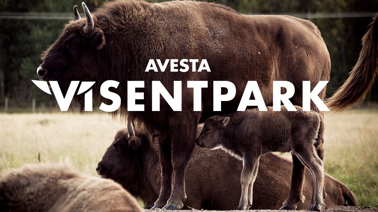 Avesta Visentpark